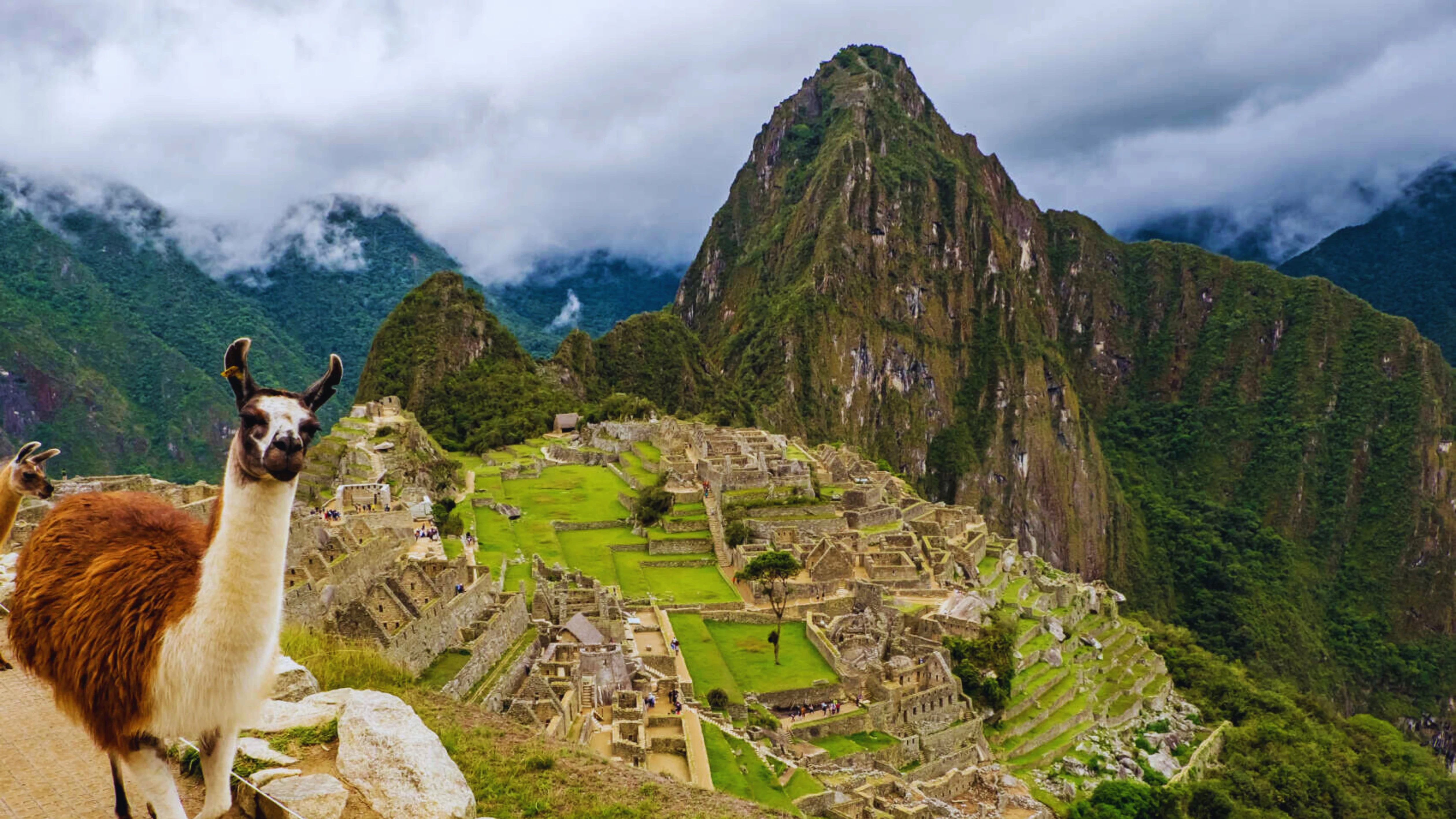 LLAMA POSANDO EN MACHU PICCHU