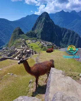 llamas-en-machu-picchu | Mandalas-Peru-Travel