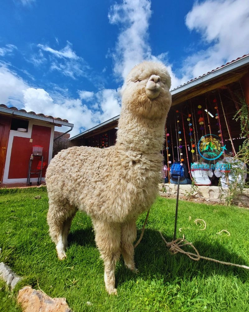 Desde las alturas, el legado inca aún vive