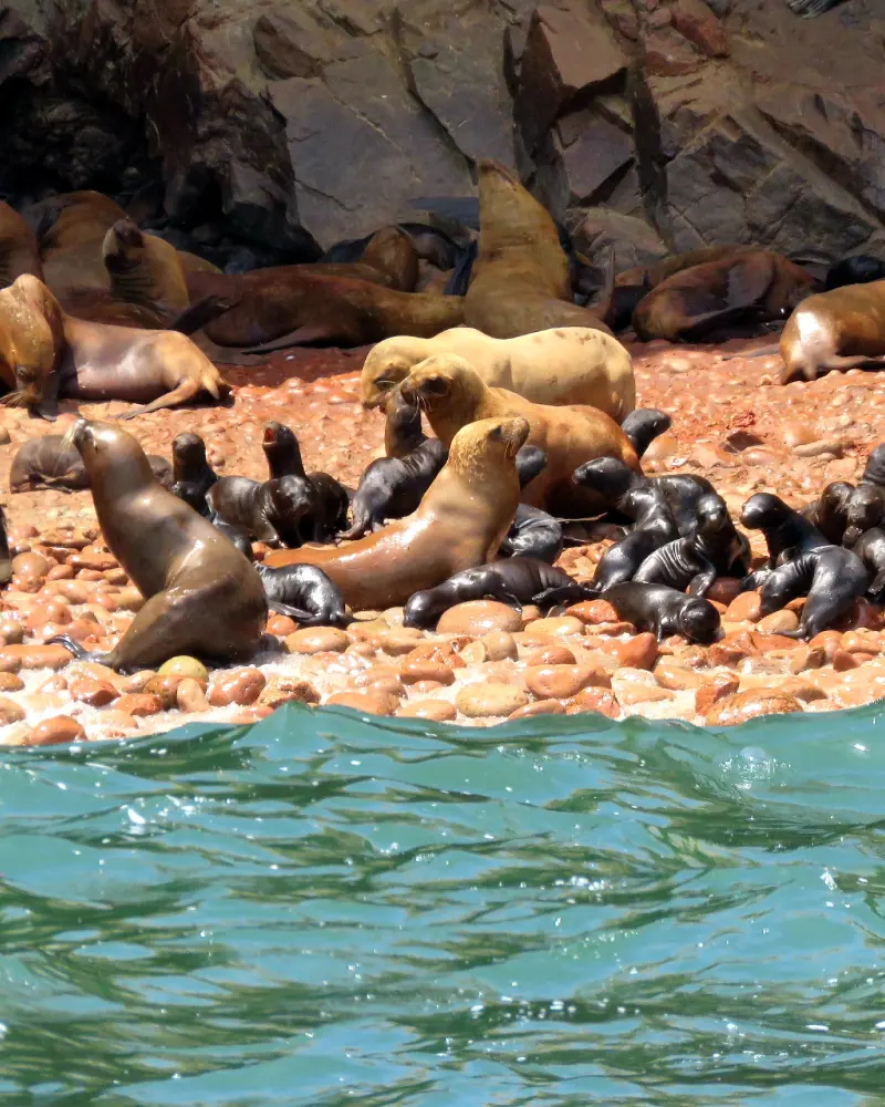 Islas Ballestas