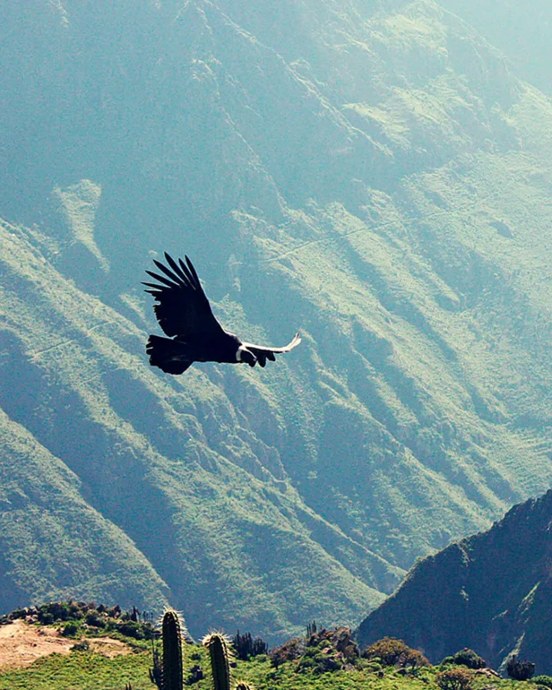 Tour-Cañón-del-Colca-Full-Day