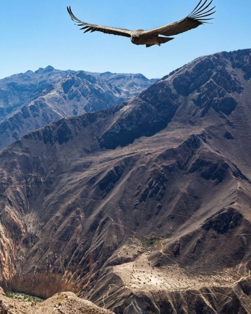 Tour-Cañón-del-Colca-Full-Day