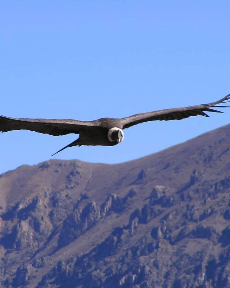 Tour-Cañón-del-Colca-2-días